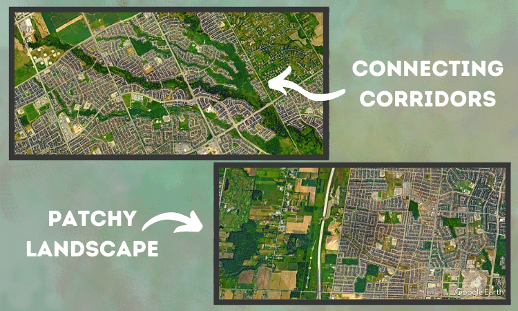 Satellite images help conservationists analyze landscape connectivity of any area. 