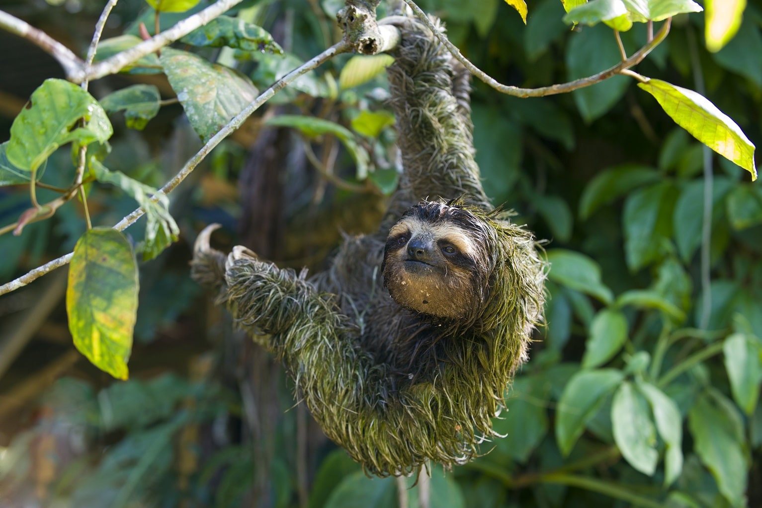 The Green Sloth shares a symbiotic relationship with algae.