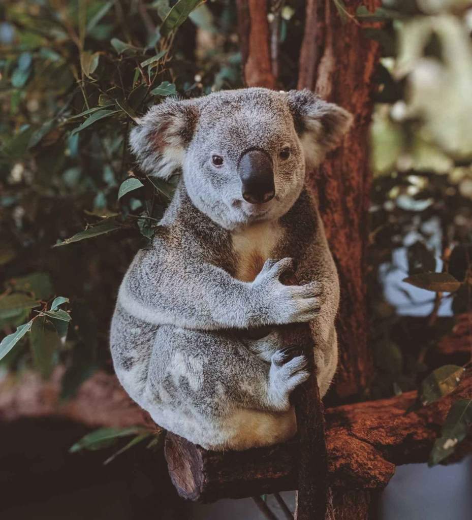 A koala feeling the Valentine's Day love, hugging onto its tree...