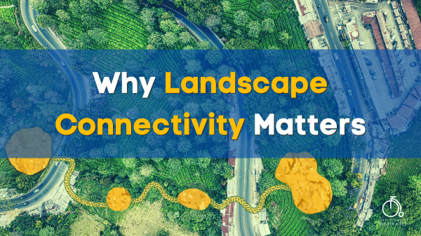 Why Landscape Connectivity Matters